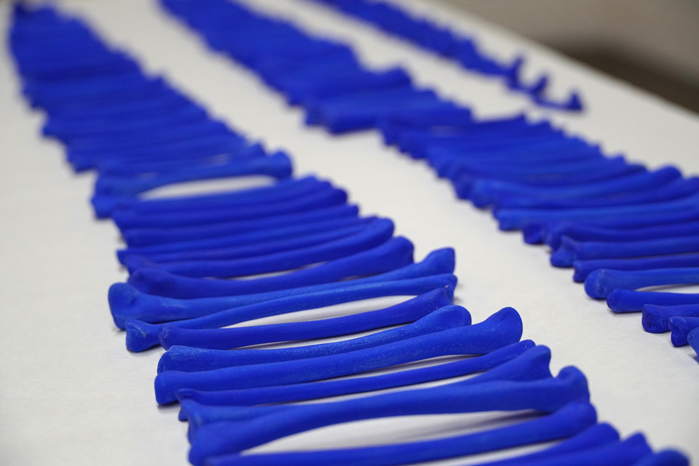 art contemporain, contemporary art, watercolor, aquarelle, anatomie, anatomy, squelette, skeleton, bones, os, exposition au Japon, Osaka, Japan, faïence, ceramic